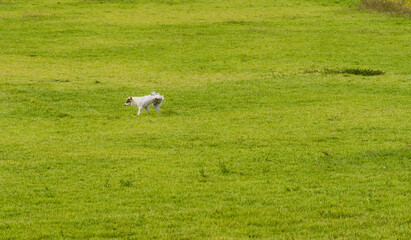 Small white dog peeing in grass.