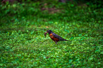 Robin on a green grass