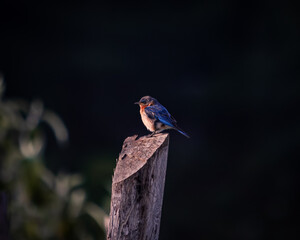 blue bird on a branch