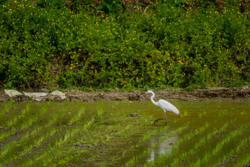  Egret in rice paddy
