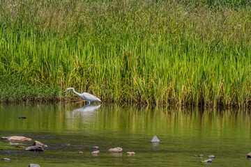 Egret hunting for food in river.
