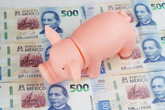 Cerdo Sobre Billetes De 500 Pesos Mexicanos