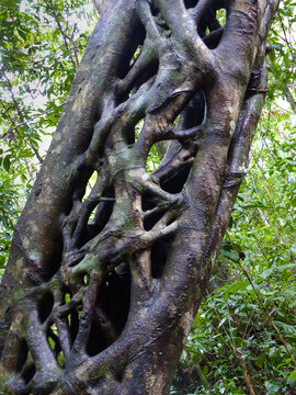 Trunk of a Strangler Fig tree in the Daintree