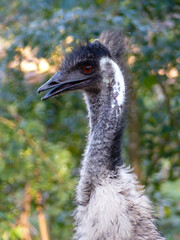 Emu (Dromaius novaehollandiae)