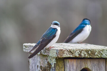 blue birds on a house
