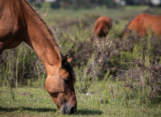 horse eating grass