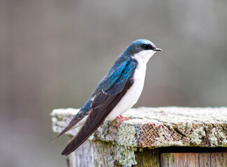 blue bird on a box