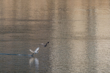 Egret and cormorant on river