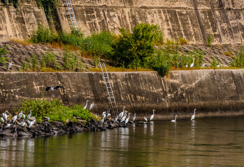 Gray heron flying over riverbank