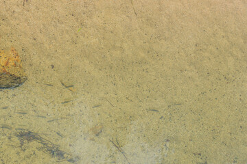 Minnows in clear river water