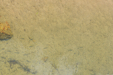 Minnows in clear river water