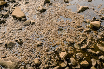 Layer of frog eggs on river
