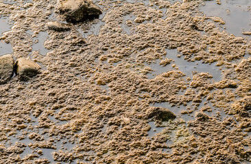 Layer of frog eggs on river