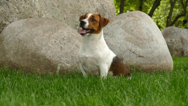 Happy terrier puppy outdoors in park