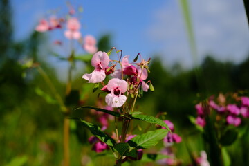 bee on pink flower