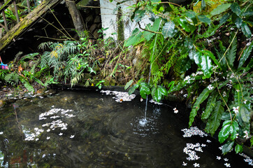 Vernicia fordii in the park.