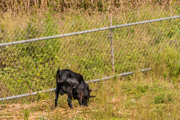 Black goat with long horns