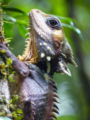Boyd's Forest Dragon (Hypsilurus boydii)