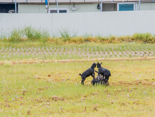  Black Bengal kids with mother