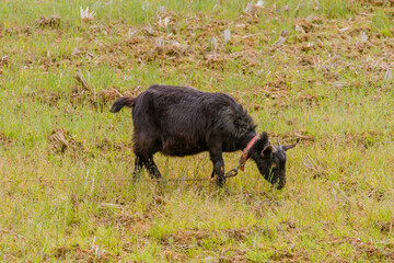 Young black Bengal goat
