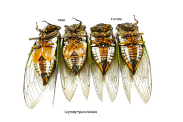 Adult cicada( Cryptotympana facialis )  upside down  for showing the difference between male and...