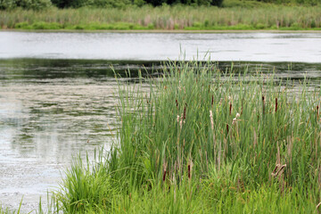 Green Cattails in the Marsh