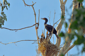 Cormorants Nest
