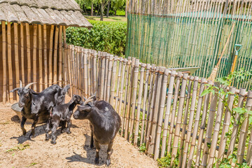 Family of black Bengal goats