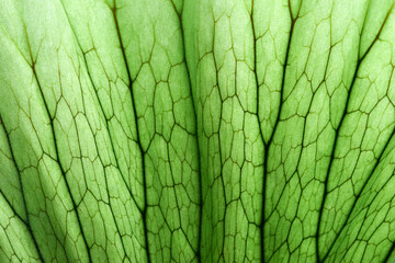A close up of backlit translucent green leaf, showing the venation and structure of the plant, which is a subtropical epiphyte.