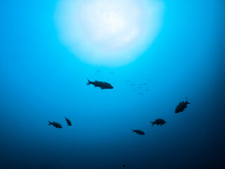 Obraz na płótnie Canvas underwater scene with fish silhouette and the sun