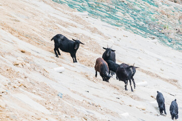 Black goats on rocky hillside