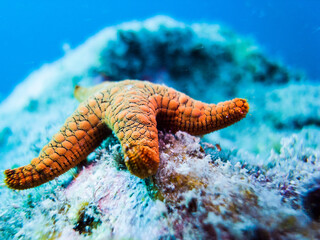 The ejaculation scene of red starfish. Kushimoto, Wakayama, Japan