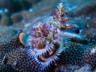 Christmas tree worms on the hard coral. close-up