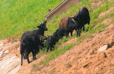 Black goats on rocky hillside