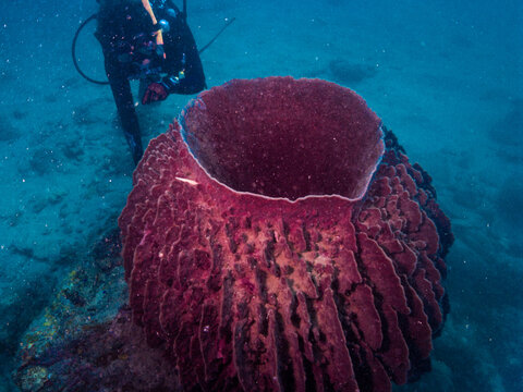 The giant barrel sponge (Xestospongia muta)  and diver.  High angle view. Kushimoto, Wakayama, Japan
