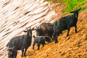 Naklejka na ściany i meble Black goats on rocky hillside