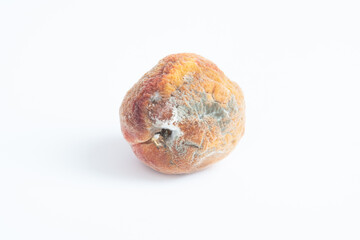 Damage to the peach by mold spores, 