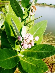 Close Up Purple crown flower (Calotropis gigantea) its herbal sap can cure toothache	