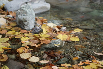 fallen autumn leaves