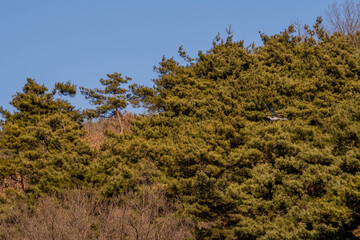 Gray heron as it flies to tree branch.