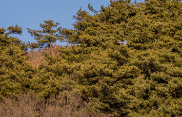 Gray heron as it lands on tree branch.