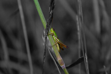 Grasshopper on grass stalk