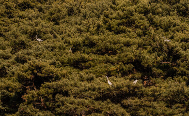 Gray herons perched in tree