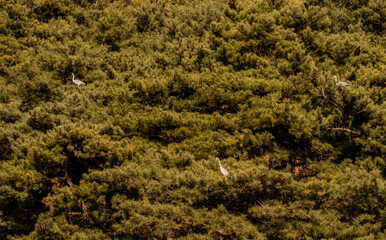 Gray herons perched in tree