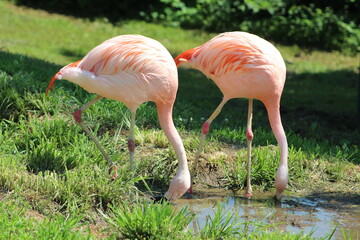 Flamingos at the zoo.