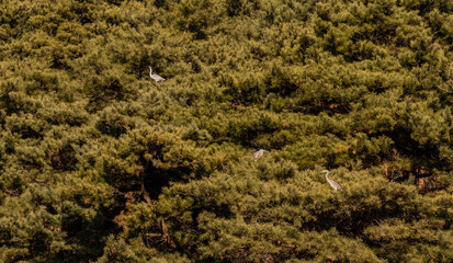 Gray herons perched in tree