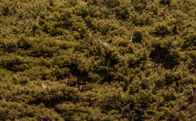 Gray herons perched in tree