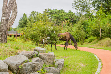 Fototapeta na wymiar Adult brown horse grazing on grass