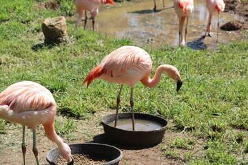 Flamingos at the zoo.