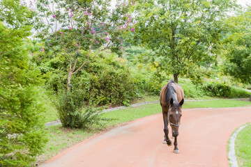 Fototapeta premium Brown horse on sidewalk walking peacefully